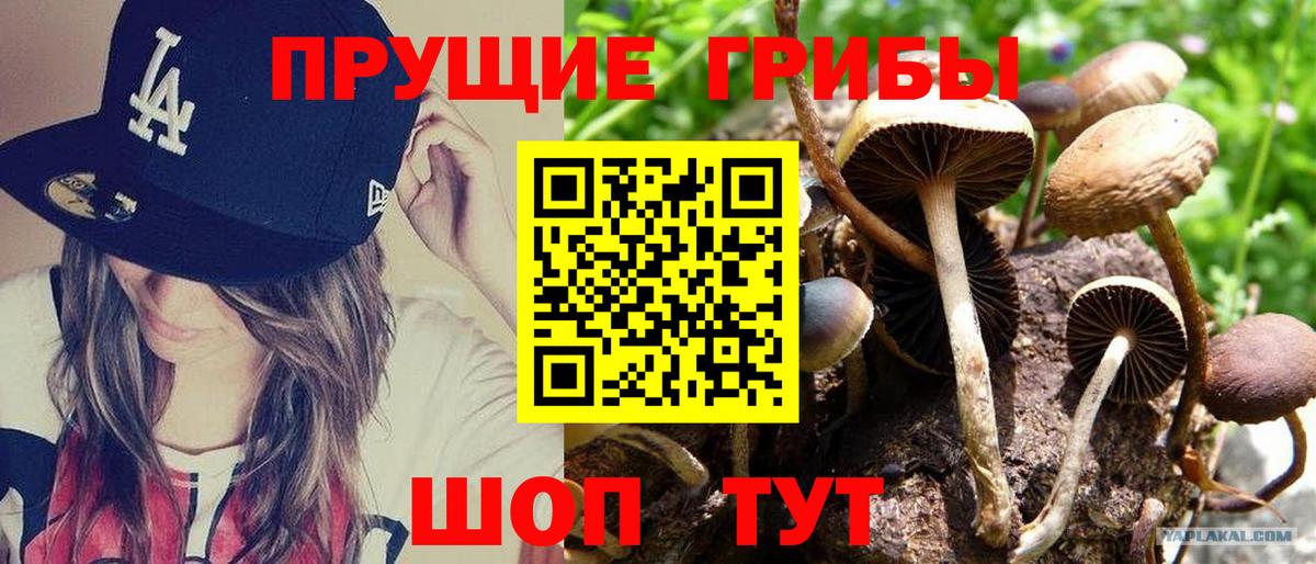 Псилоцибиновые грибы Cubensis Котлас